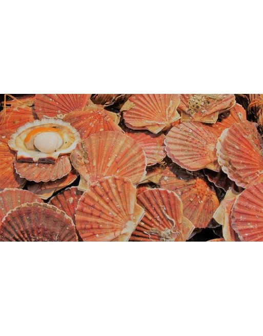 Coquilles Noix St Jacques à la Bretonne (1 pièce) Coquilles Noix St Jacques à la Bretonne (1 pièce)